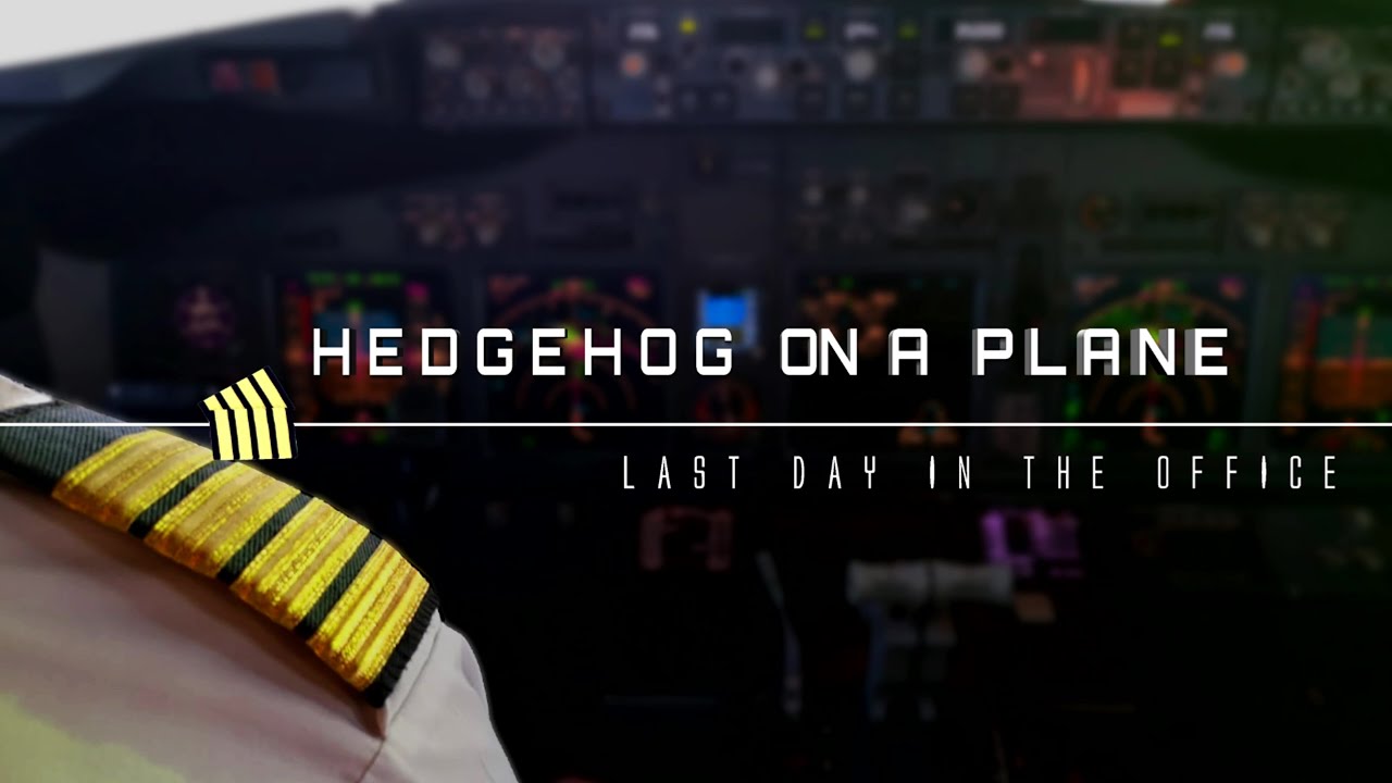 Hedgehog On A Plane YouTube