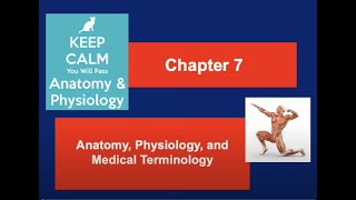 Chapter 7 Anatomy Physiology Lecture
