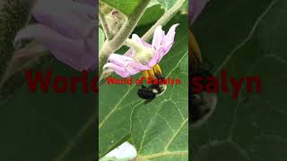 Bee pollinating eggplant flower #eggplant  #vegetables  #shorts  #short #shortvideo #shortsvideo