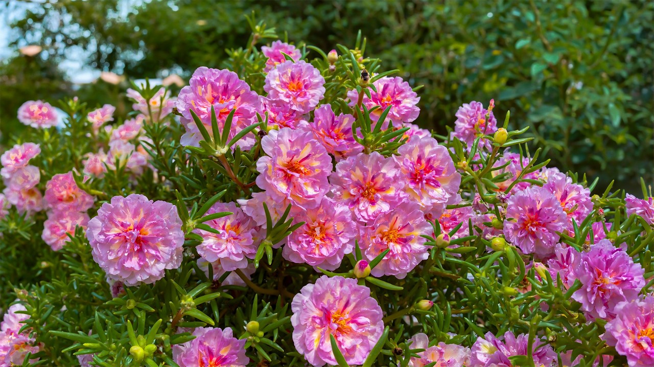 Самая прекрасная расслабляющая терапия 🍀 Идеальное средство от стресса, помогающее избавиться от ...