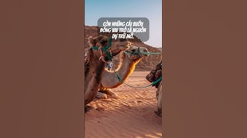 lạc đà trữ nước trong bướu ? #shortvideo #lạcđà #shorts