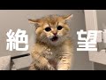 おもらししてしまった子猫が初めてのお風呂に入ったらこうなった…