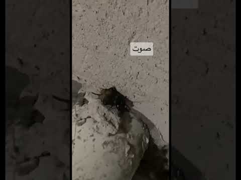 صوت الصرصور    اصوات  غريب   