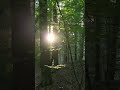 🌲 Whispers of the Forest | Cinematic Nature Journey Through Ancient Trees 🌿✨