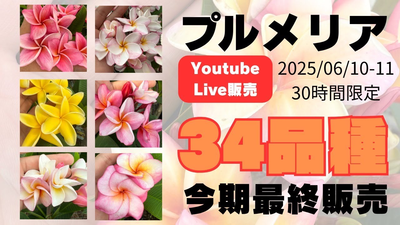 【販売リンクは概要欄に】プルメリアフェスティバルで販売したプルメリアを30時間限定で販売します！