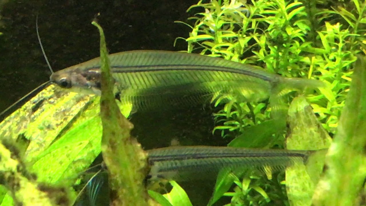 40 Gallon New Aqua-Scape +Ghost Glass Cat Hanging Out