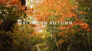 WALKING IN AUTUMN  4K HDR Hachimantai Onuma pond   紅葉の八幡平大沼を歩く