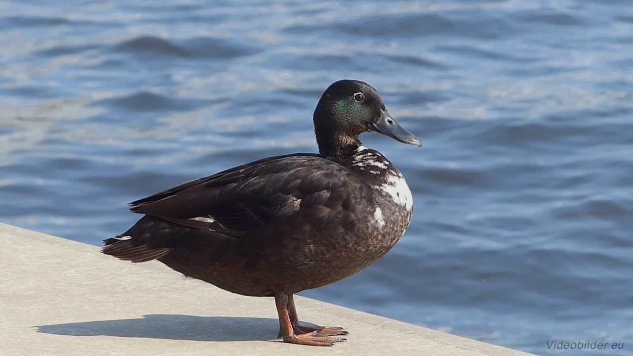 Hamburg, HafenCity, Dalmannkai, Ente (Stockente) in Schwarz, Full HD (1080p) Videobild entertainment center