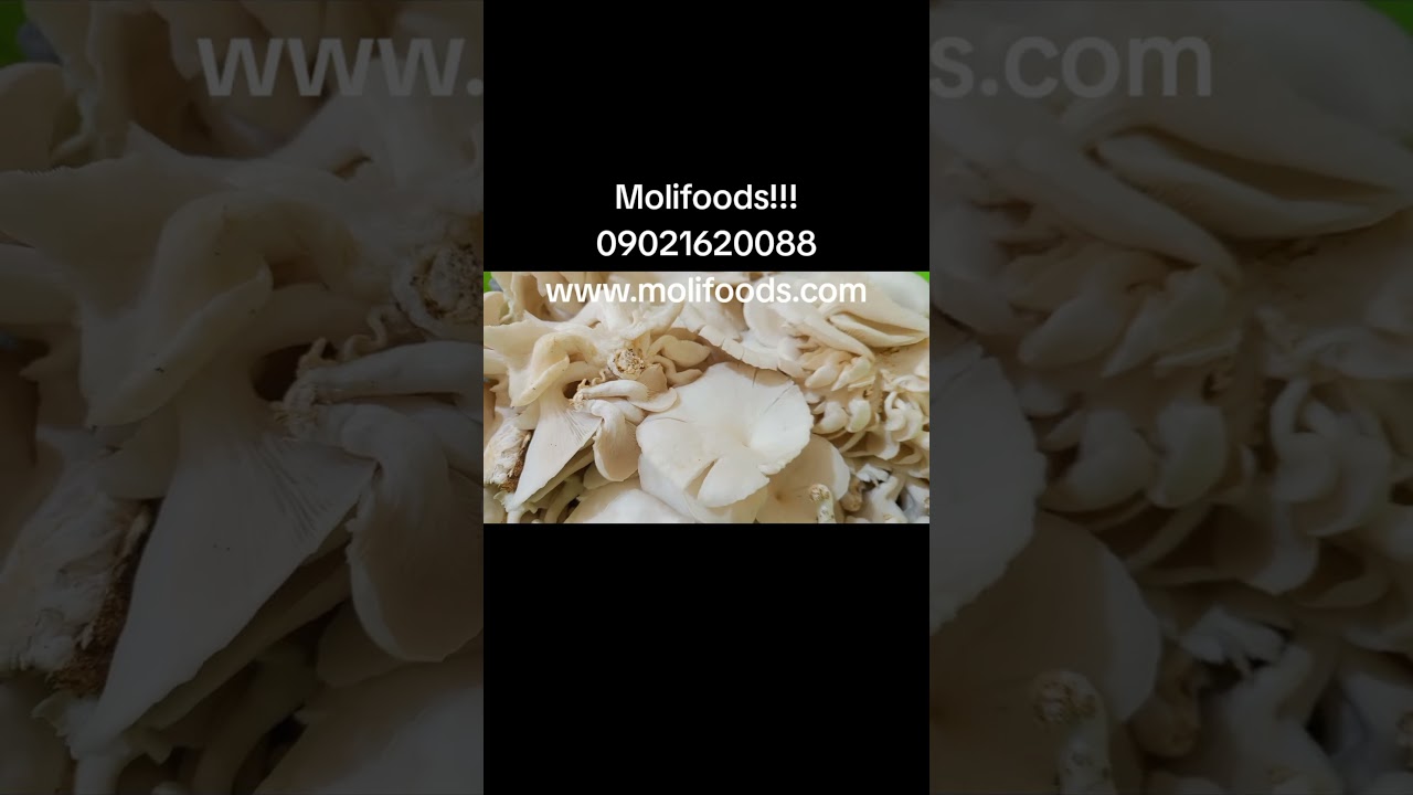 Molifoods Mushroom