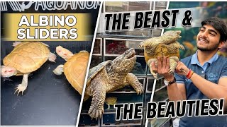 Online turtle order / कछुआ कहाँ से खरीदें ?? #turtle #buyturtle