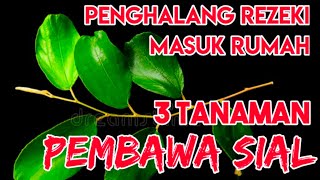 3 Tanaman Pembawa Sial - Termasuk Pohon Bidara Penghalang Rezeki Masuk Rumah