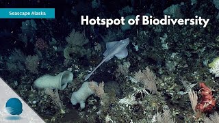 Seascape Alaska: Hotspot of Biodiversity