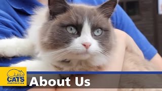 About Cats Protection