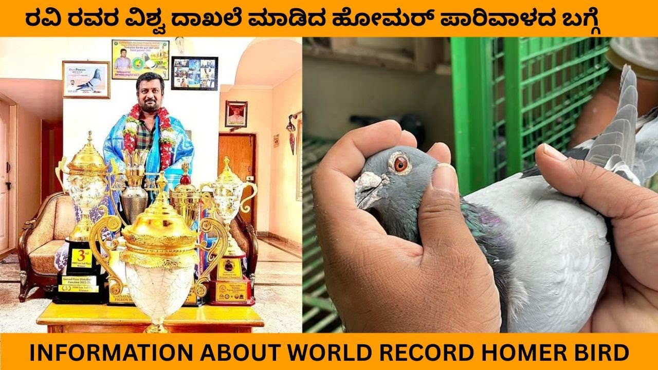 ರವಿ ರವರ ವಿಶ್ವ ದಾಖಲೆ ಮಾಡಿದ ಹೋಮರ್ ಪಾರಿವಾಳದ ಬಗ್ಗೆ / Information about world record homer bird