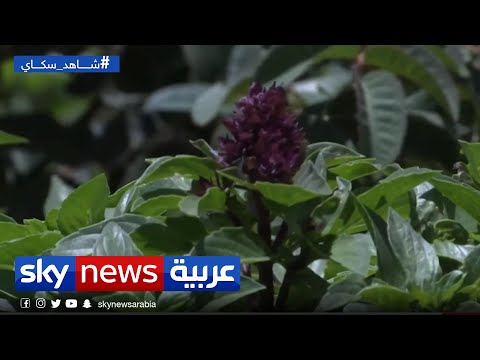 ورد الطائف من أجود أنواع الزهور العطرية في العالم