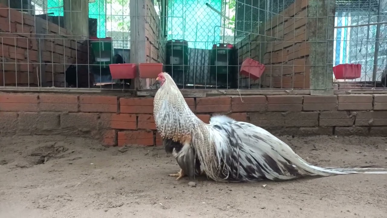 gà cú tân châu kiểng ...đang hoàn thiện lông mùa 1 - youtube