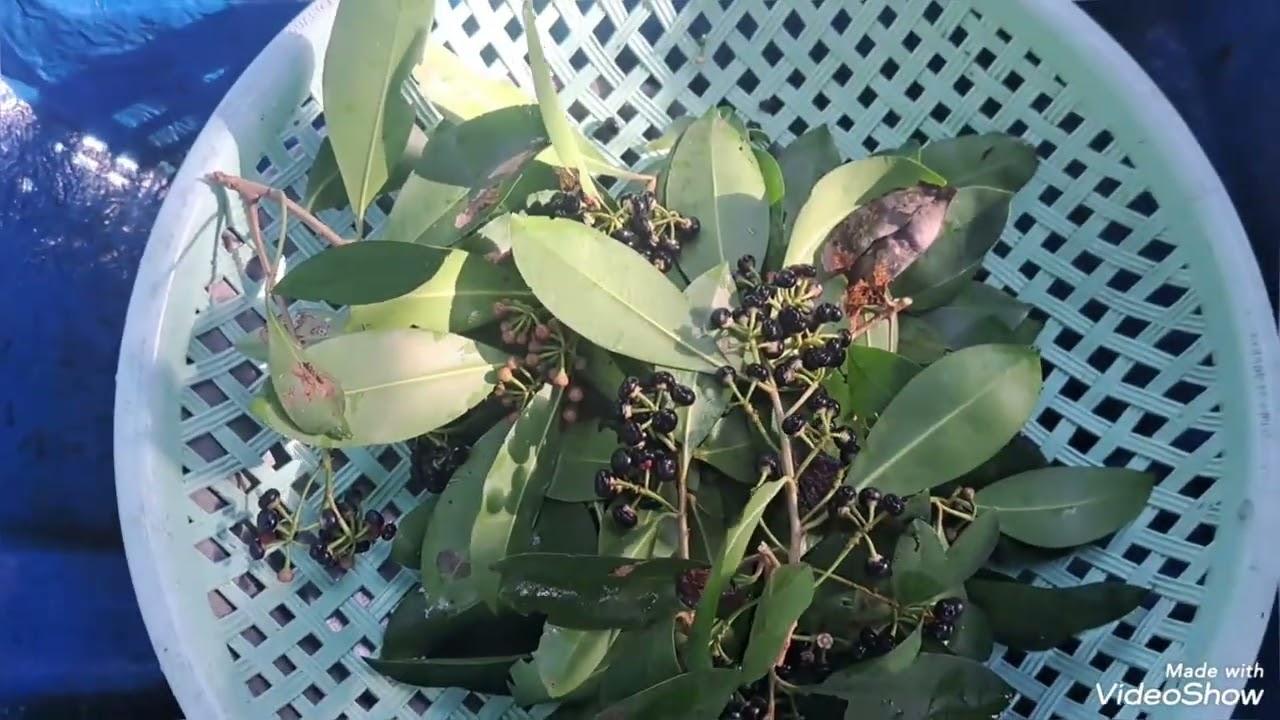 Hái trái cơm nguội 