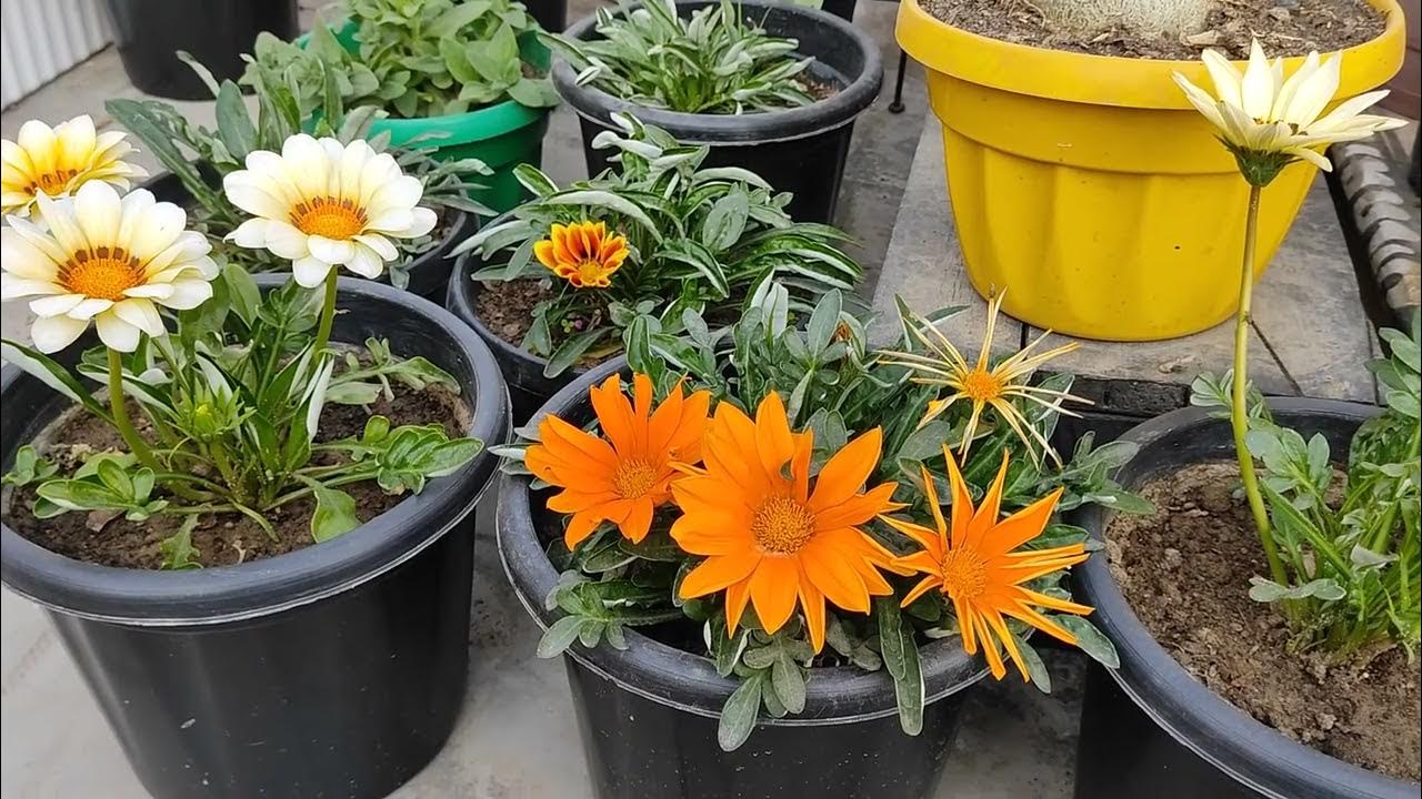  How to take care of Gazania flowering plant गजानिया के पौधे की
