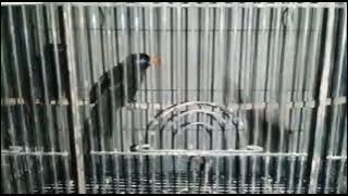 The male black poksay or rembo poksay has a sharper color than the female