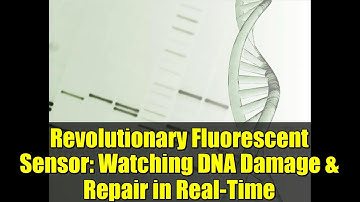 Revolutionary Fluorescent Sensor: Watching DNA Damage & Repair in Real-Time | Science Breakthrough