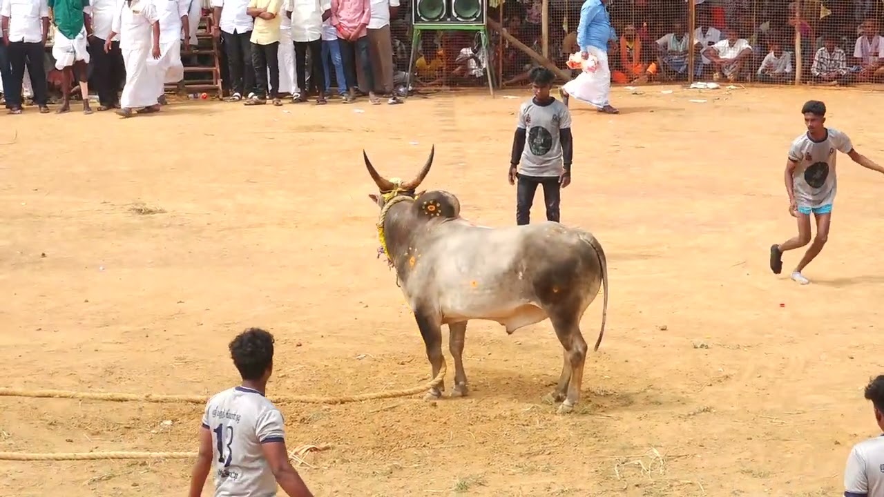 களத்தில்  மிரட்டிய அருள்வாக்கு சித்தர் மணியங்குடி.பாண்டி பூசாரி காளை Vs M.கோவில்பட்டி மருது INR குழு