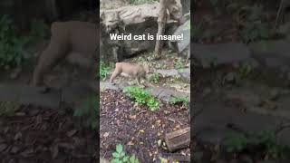 Lynx at the Minnesota zoo. #lynx