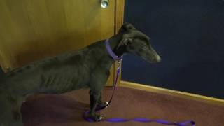 Furry Friends Friday: Sarge