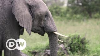 The elephants and the bees in South Africa | DW English