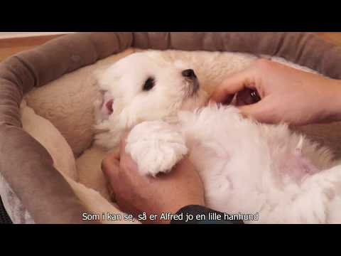 Video: Sådan laver du din egen hund Urine Cleaner