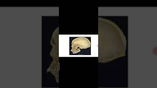 Practical Anatomy of Endocrine Module