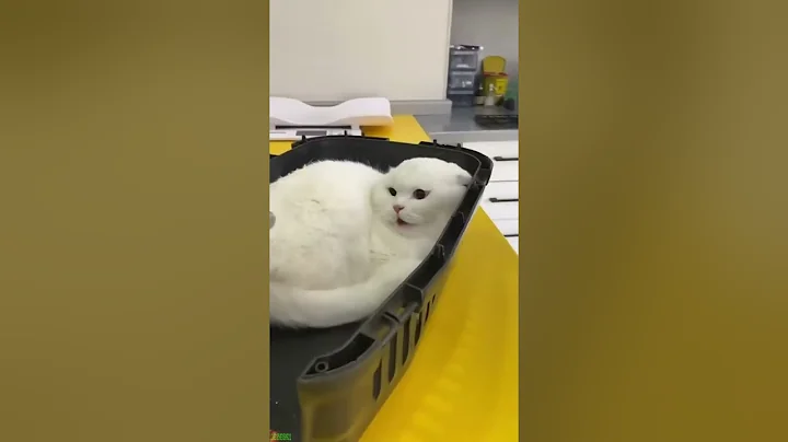 Video 11430001: funny cat talking, funny cats dogs clean, cat lovers funny