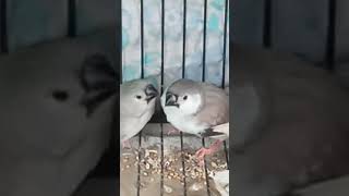 finch new chicks out of neast