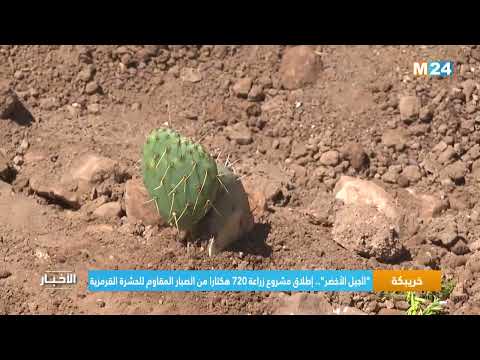 الجيل الأخضر إطلاق مشروع زراعة 720 هكتارا من الصبار المقاوم للحشرة القرمزية