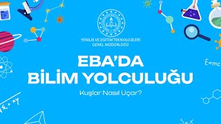 Kuşlar Nasıl Uçar? Kuşlar Gökyüzünde Nasıl Bu Kadar Rahat Uçabiliyor?
