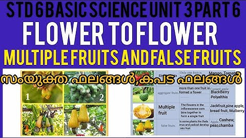 Std 6 Basic Science Unit 3 Part 6 | Flower To Flower | Kite Victers Class | Shamla Mol Std 6