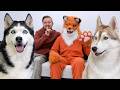 Coming Up with NEW Pranks for My Dogs and Cats Every Day!