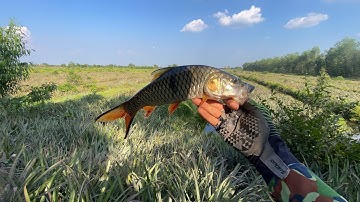 Lure cá lóc tập 21 - Chuyến đi Tân Phước gặp cá ngựa trong khóm, táp như pháo nổ