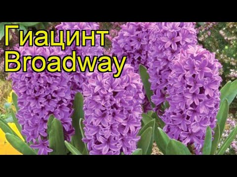 Гиацинт Бродвей. Краткий