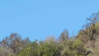 Tiuque (Milvago chimango) 14-10-21