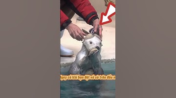 RÁI CÁ BIỂN 🦦 Chắc Chắn Bạn Chưa Biết P39 #shorts