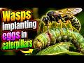 Why Do Parasitic Wasps Lay Eggs Inside Live Caterpillars? 🐛