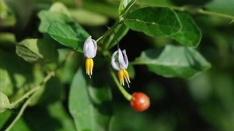 Video Cây Cà gai leo Lương y: Hà Văn Tiêu, hội Đông y TP. Hà Nội giới thiệu