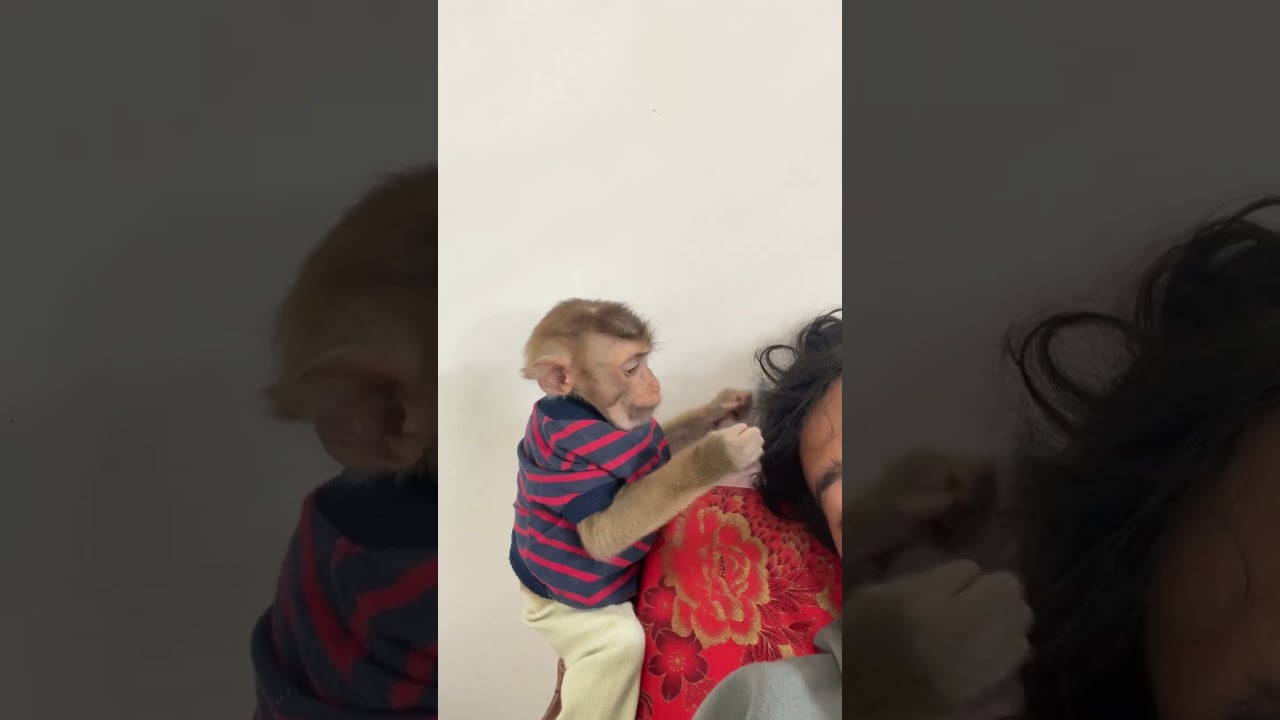 Lovely monkey Bryan so smart. 