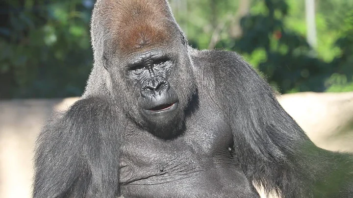 Western lowland gorillas