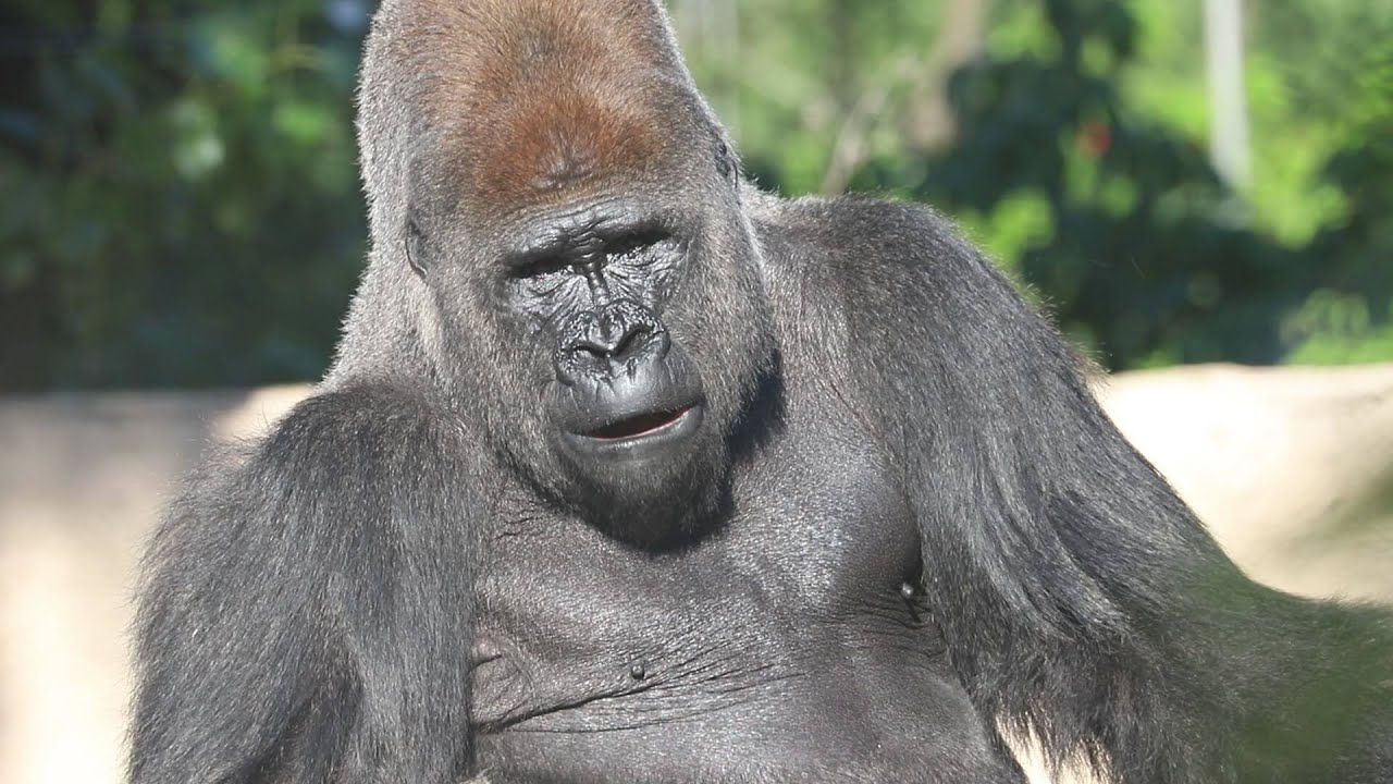 Western lowland gorillas - YouTube