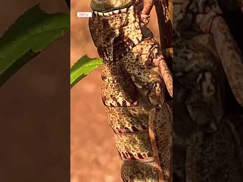 يخلق الله ما يشاء سبحانه