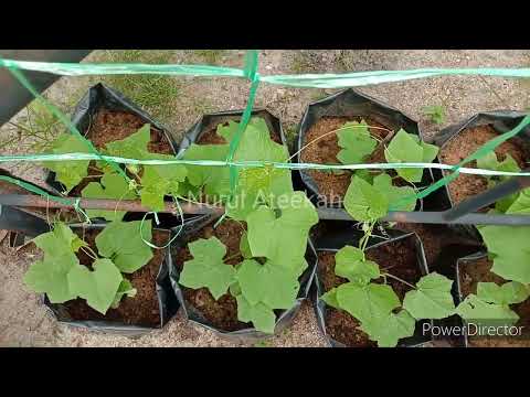 How to grow