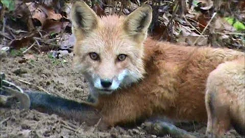 RED FOX TRAPPING! DIRT HOLE SET! MY FIRST RED FOX EVER!