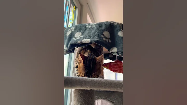 Video 11804401: bengal cat lives, bengal cat cute