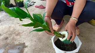 Secret Way To Grow Peace Lily In Green Papaya With Soil